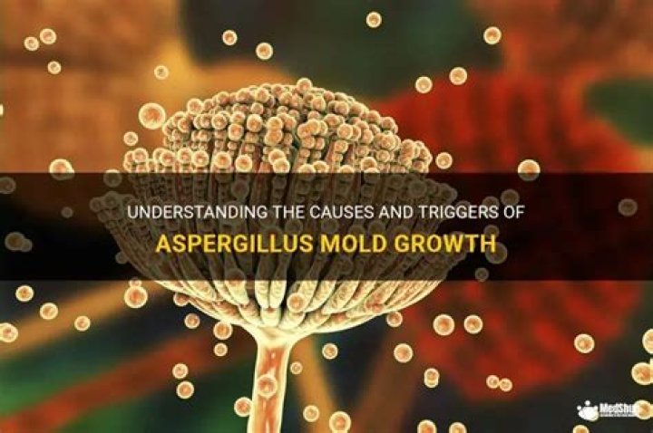 What causes Aspergillus