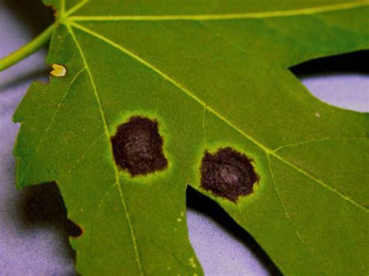 What causes black spots on leaves of a maple tree