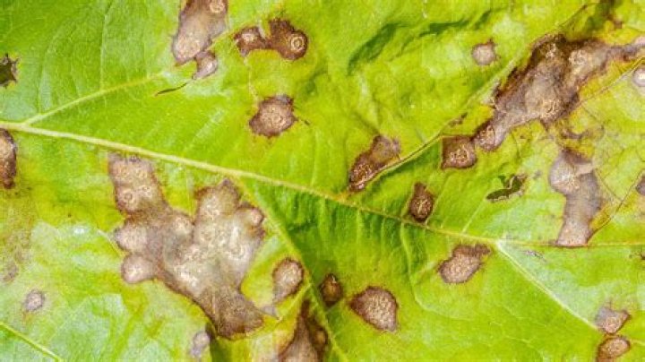 What causes black spots on spinach