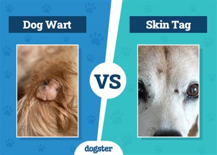 What Causes Dogs To Die In Their Sleep