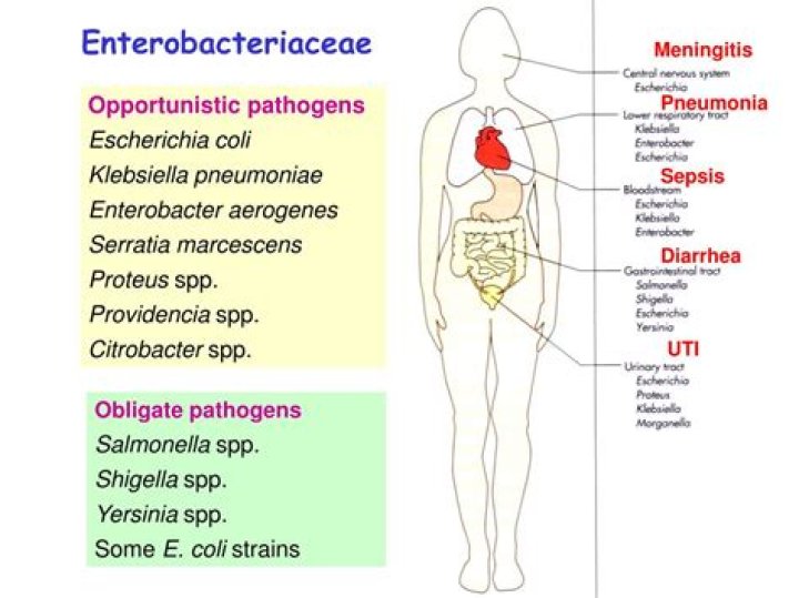 What causes Enterobacter UTI
