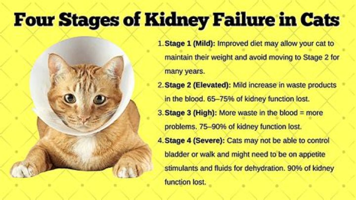 What causes kidney problems in cats