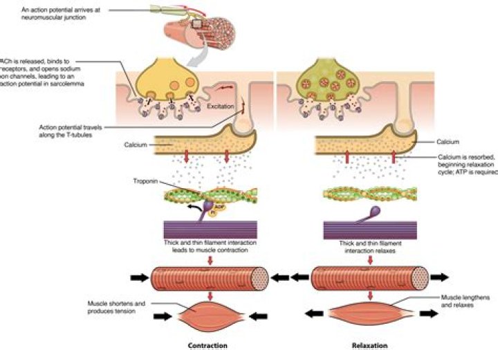 What causes the contraction of living muscle tissue