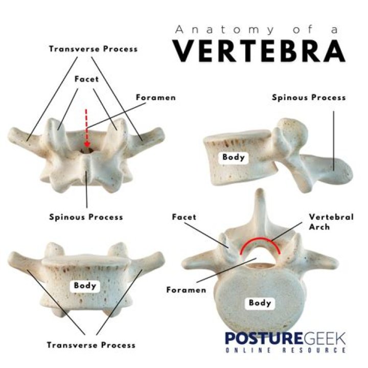 What causes vertebrae to shift