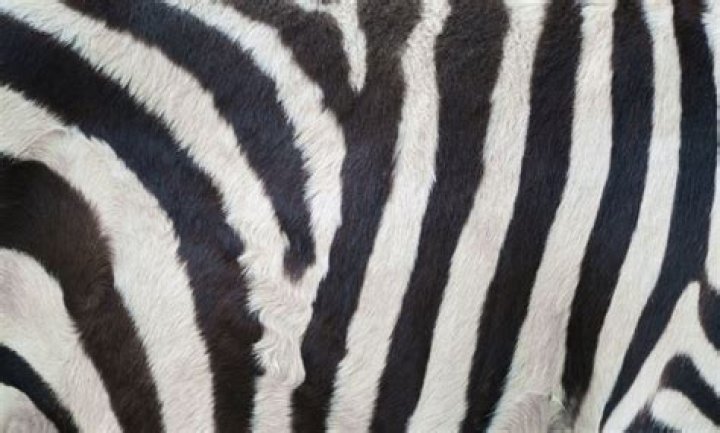 What Color Skin Do Zebras Have