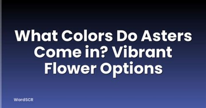 What colors do Asters come in