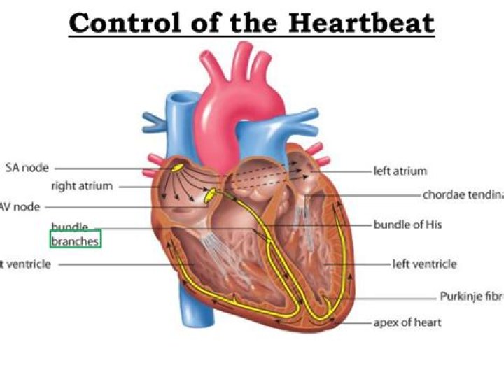 What controls the rate of the heartbeat