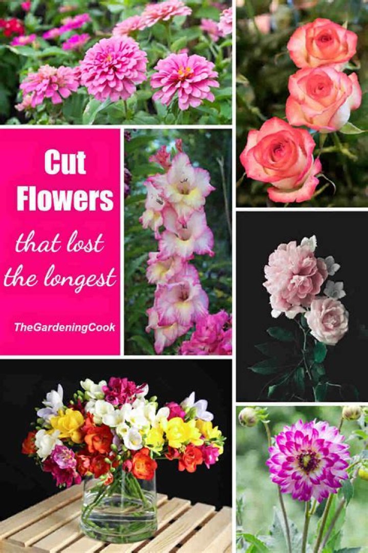 What cut flowers last the longest