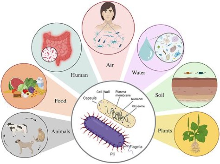 What disease is caused by bacteria and an overproduction of sebum