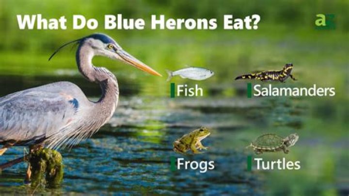 What do great blue herons eat