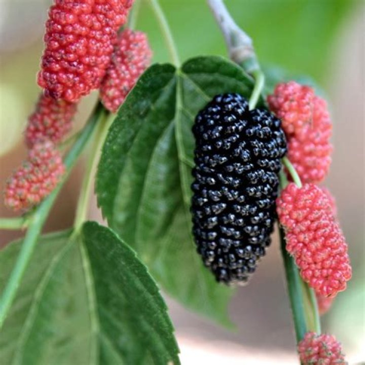 What do mulberry trees look like