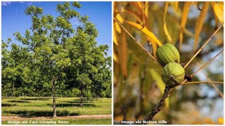 What do pecan trees look like