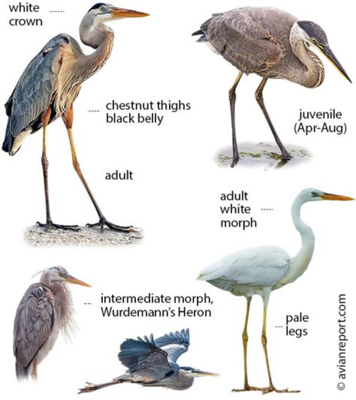 What do white herons symbolize