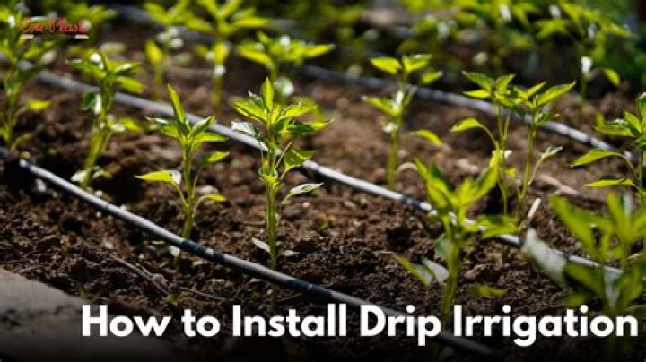 What do you need for drip irrigation