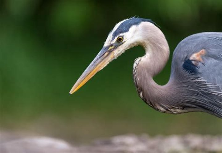 What does a blue heron look like