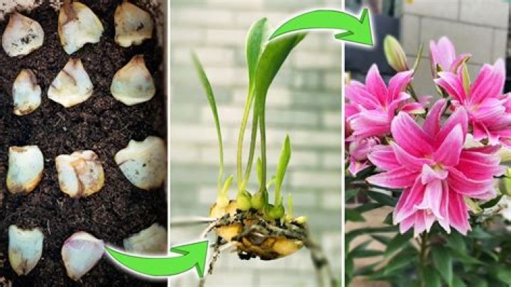 What does a Easter lily bulb look like