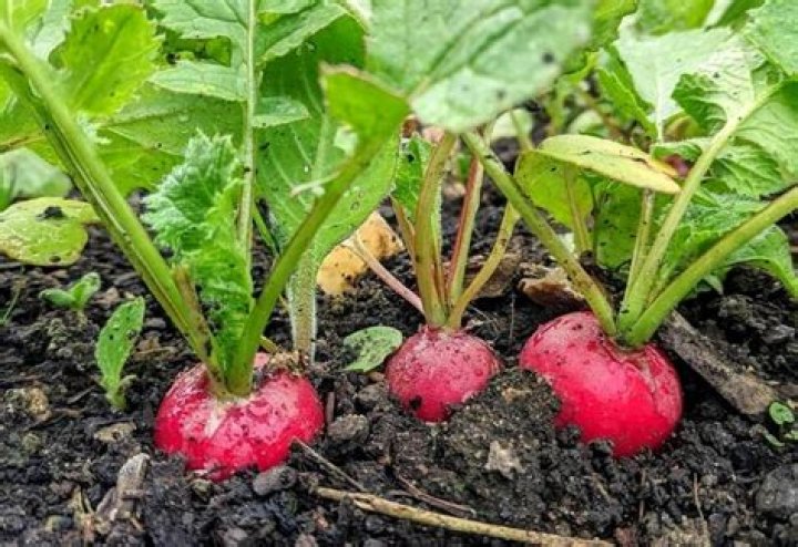 What does a radish plant look like