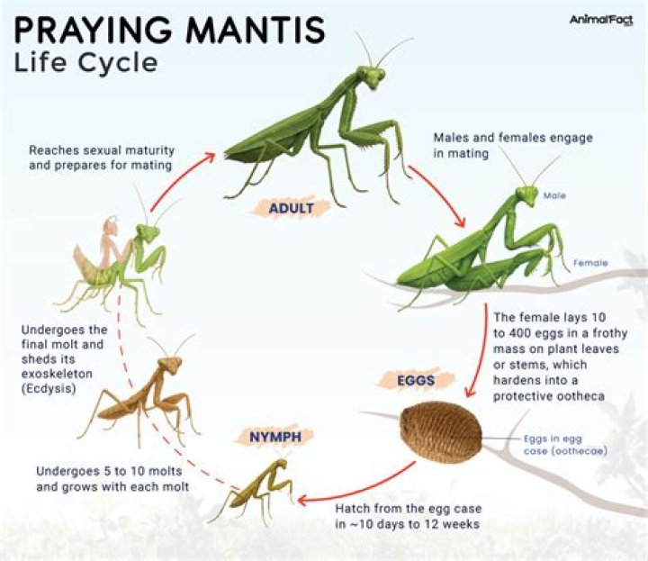 What does it mean when a praying mantis lands on your house