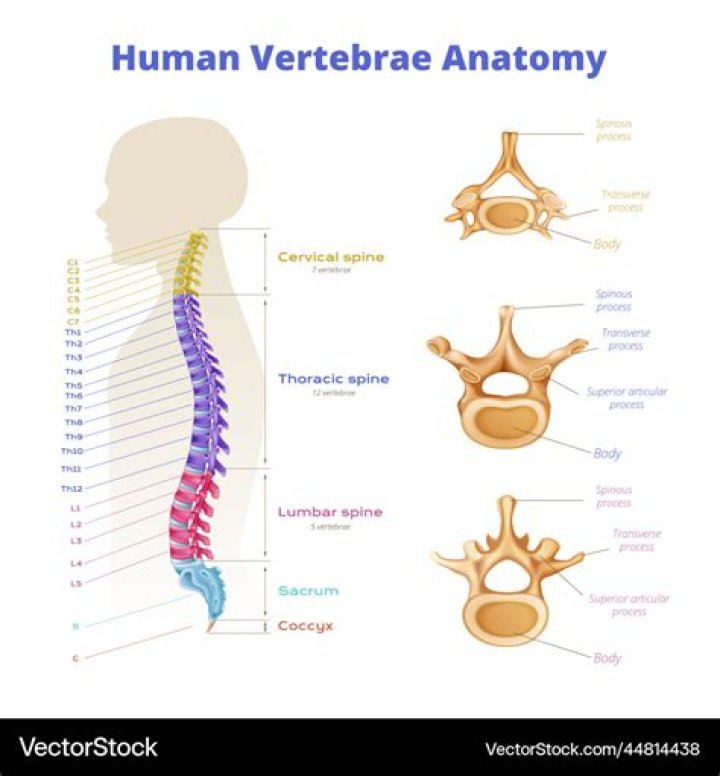 What does limbus vertebra mean