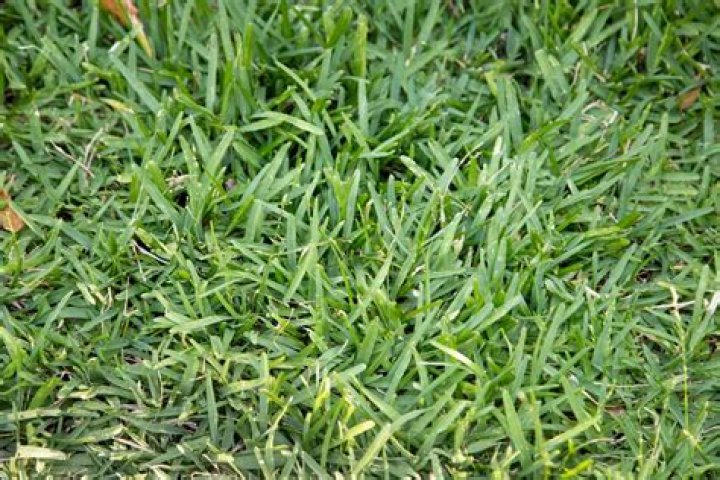What does New centipede grass look like