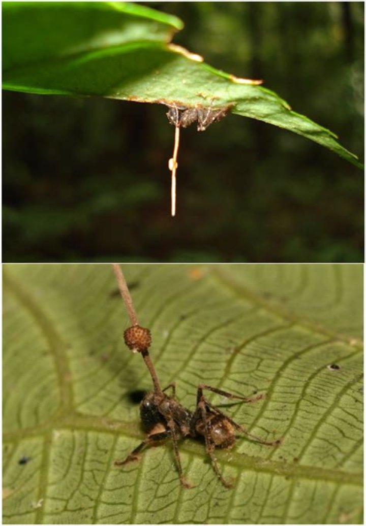 What does Ophiocordyceps mean