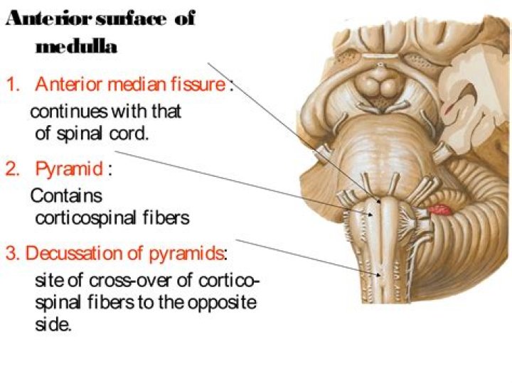 What does the anterior median fissure do