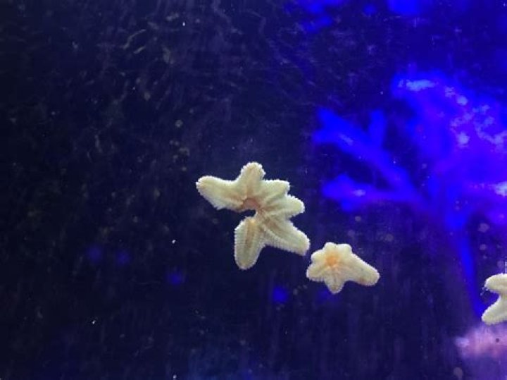 What eats asterina starfish