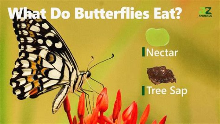 What eats butterfly bushes