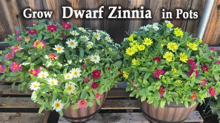What flowers go well with zinnias