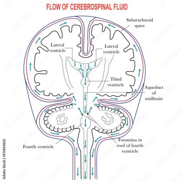What fluid filled space is found in the midbrain