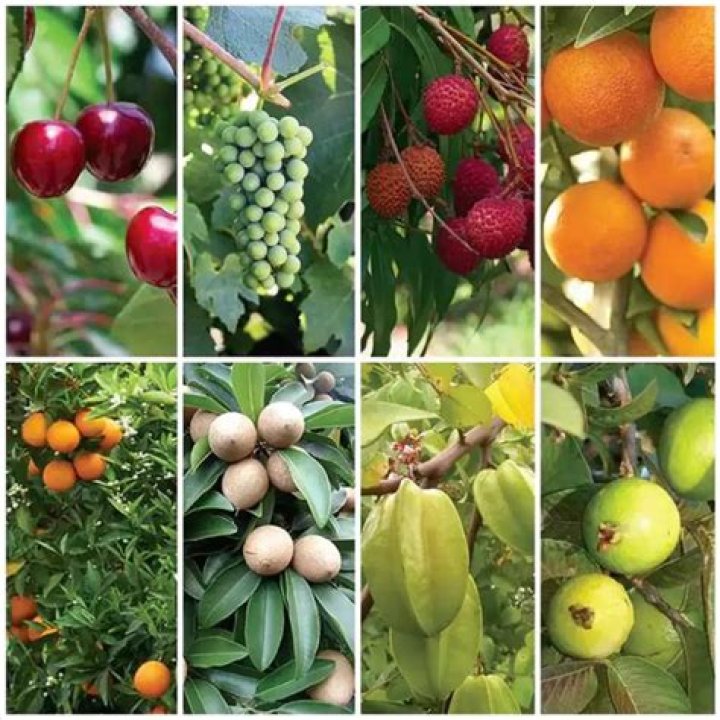What fruits grow in British Columbia