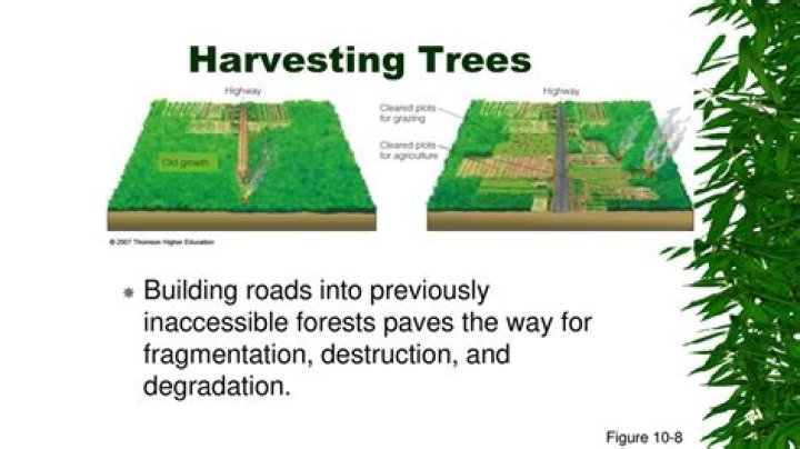 What harm is caused by building roads into previously inaccessible forests