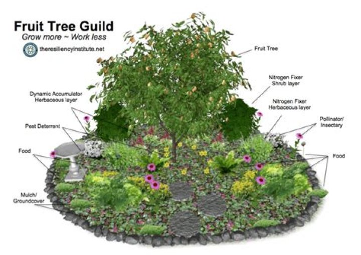 What is a fruit tree guild