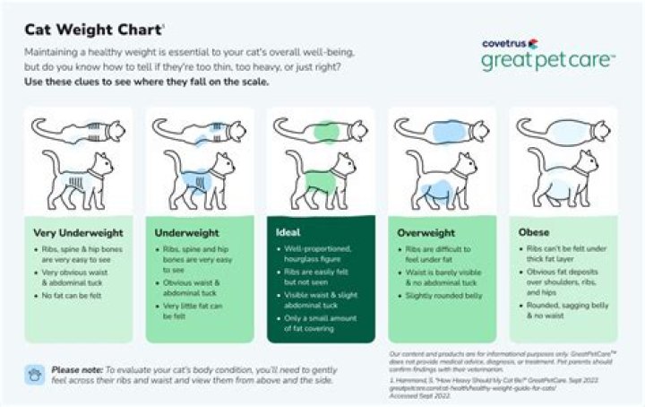 What is a good weight for a Maltese