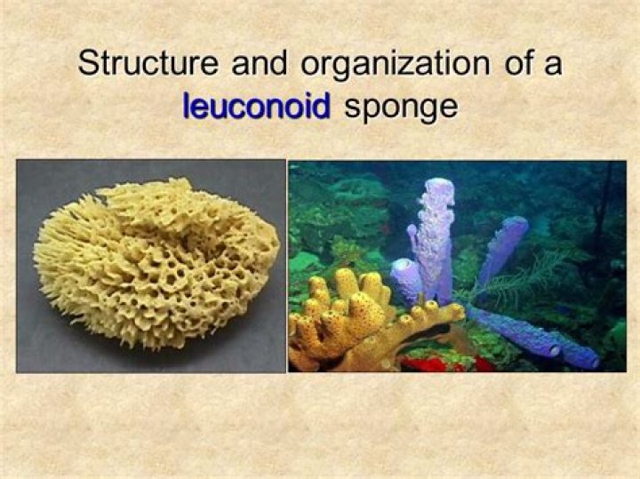 What is a Leuconoid sponge