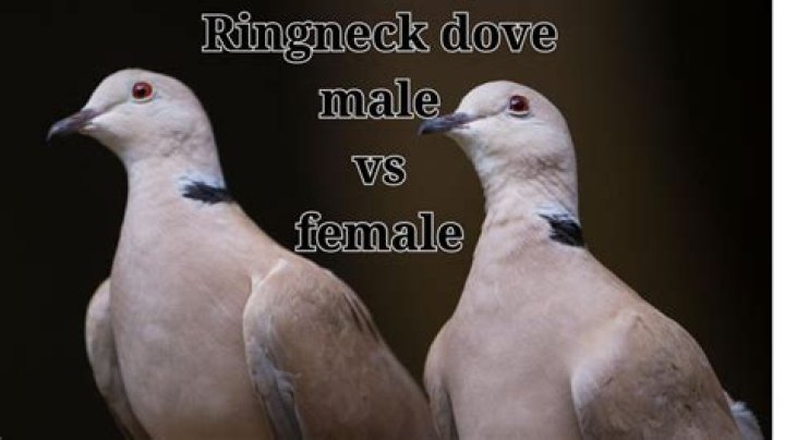 What is a male dove called