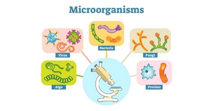 What is a microorganism that causes disease quizlet
