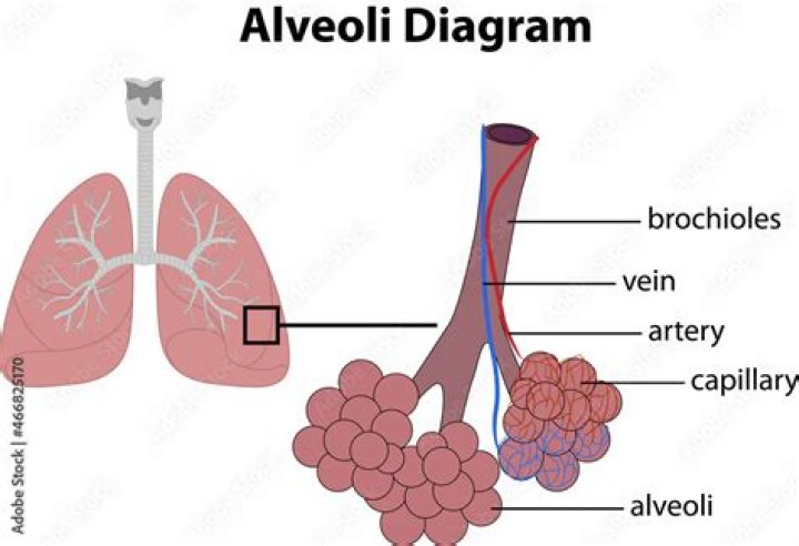 What is alveoli of lungs