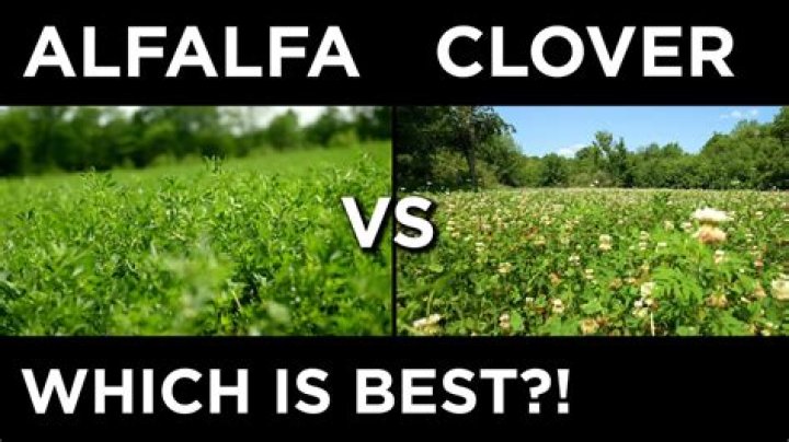What is an alfalfa field