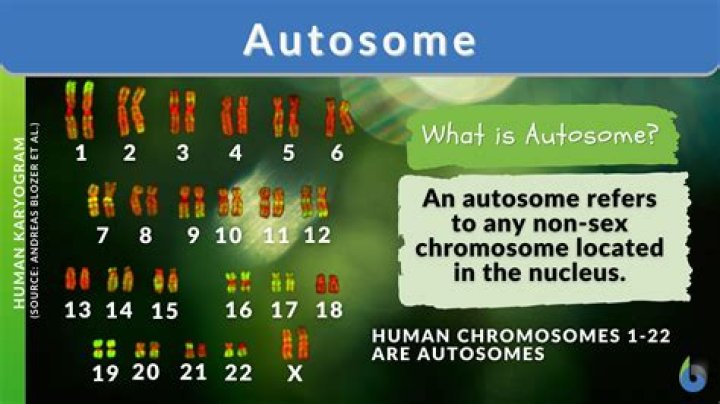 What is an Autosome quizlet