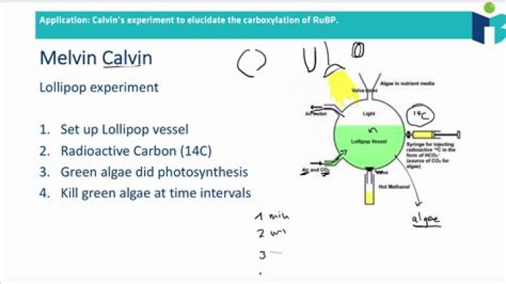 What is Calvins lollipop apparatus