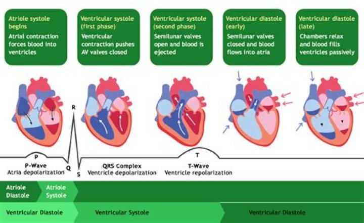 What is cardiac innervation