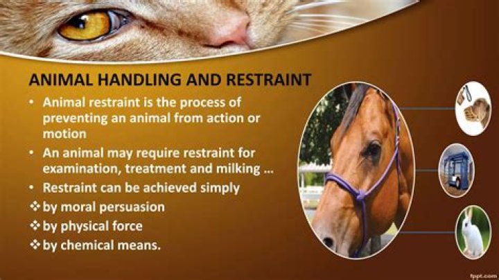 What is chemical restraint in animals