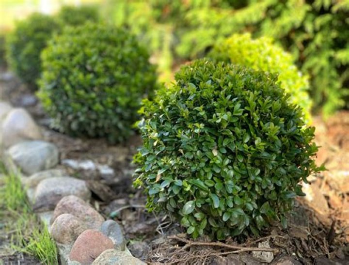 What is Chinese boxwood