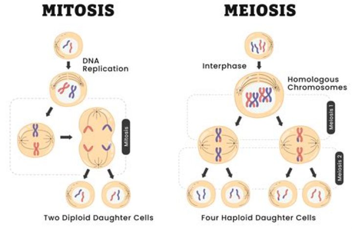 What is cytokinesis in meiosis