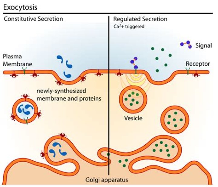What is Cytosis mean