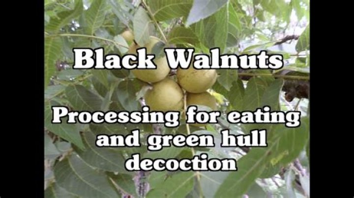 What is green black walnut hull