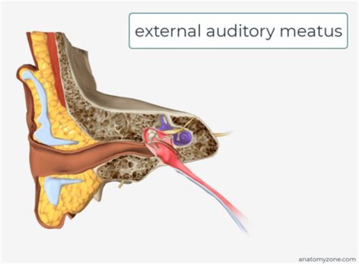 What is internal auditory meatus