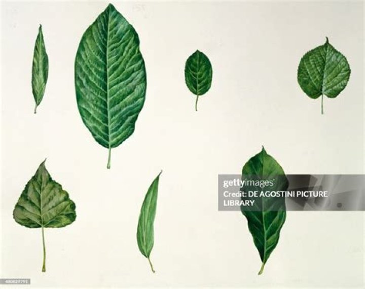 What is Lanceolate Leaf