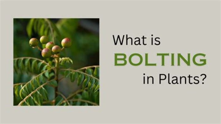 What is meant by bolting in plants